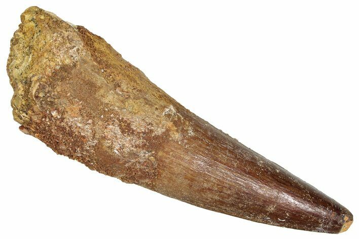 Fossil Spinosaurus Tooth - Real Dinosaur Tooth #373897